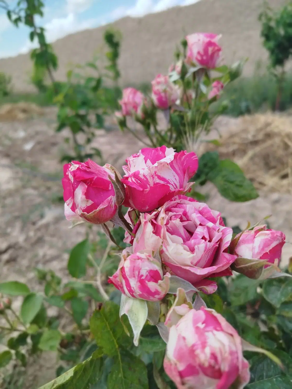 گل خشک|گل و گیاه طبیعی|مشهد, کلاهدوز|دیوار