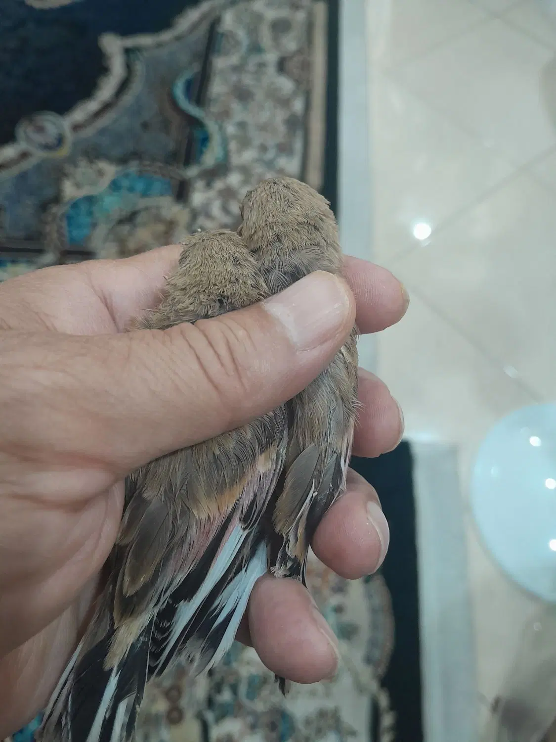 سهره|پرنده|اهواز, رسالت|دیوار