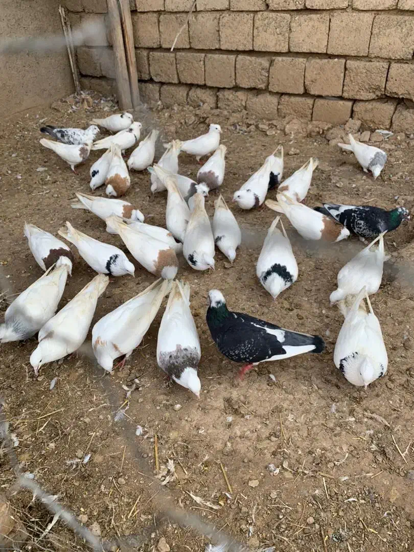 کبوتر|پرنده|شوط, |دیوار