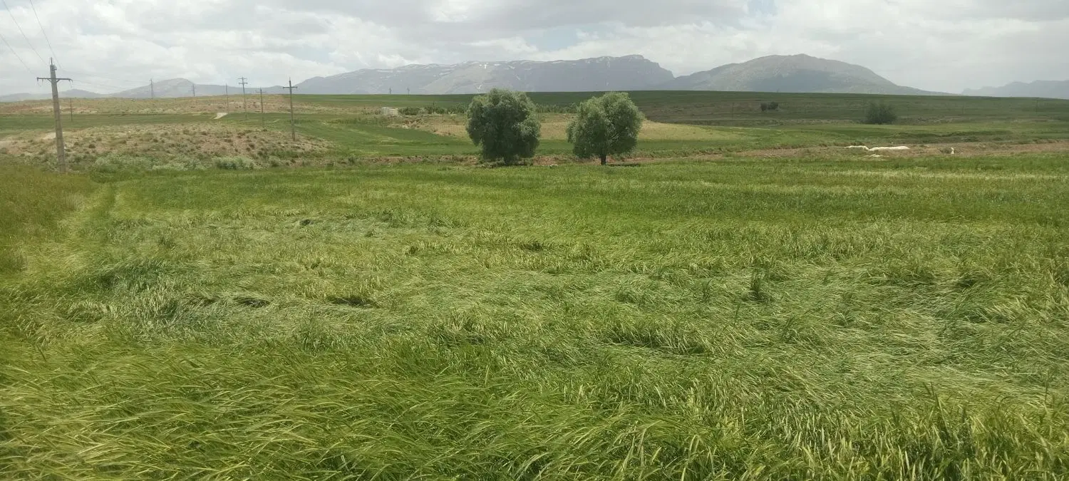 شبدر|گل و گیاه طبیعی|دورود, |دیوار