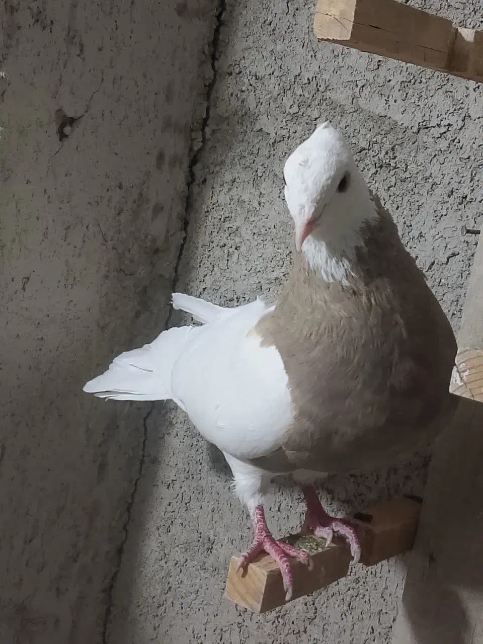 کفتر|پرنده|مبارکه, |دیوار