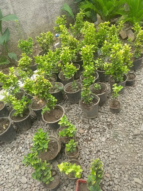 شمشاد|گل و گیاه طبیعی|سرخنکلاته, |دیوار