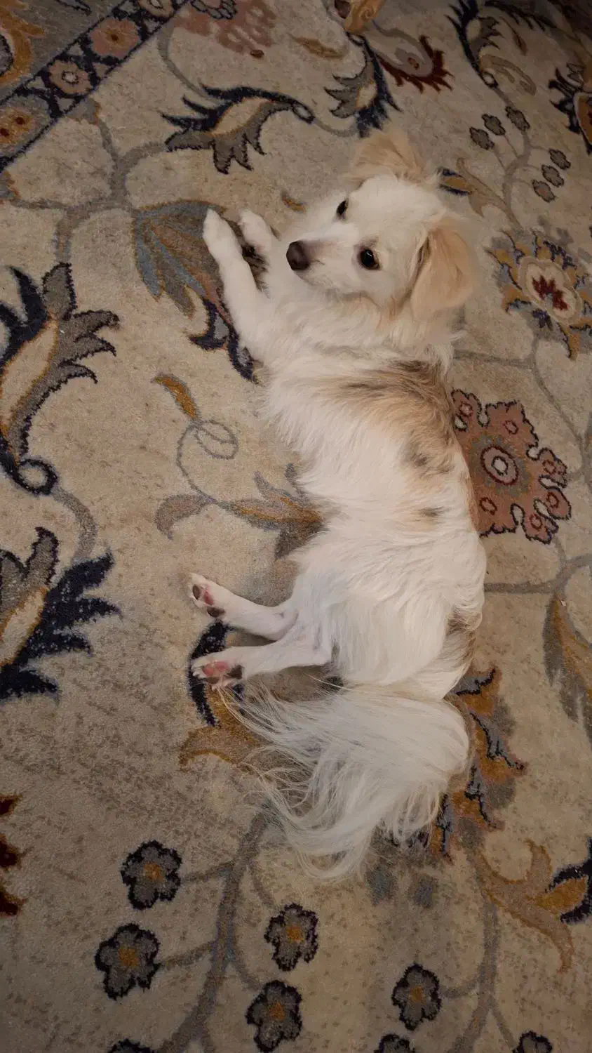 فروش  سگ|سگ|کرج, جهان‌شهر|دیوار