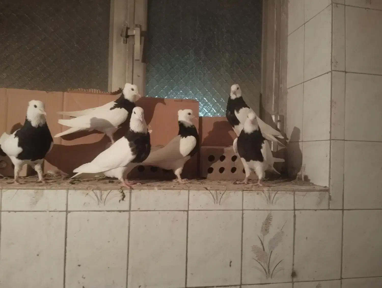 طوقی سیاه|پرنده|بستان آباد, |دیوار