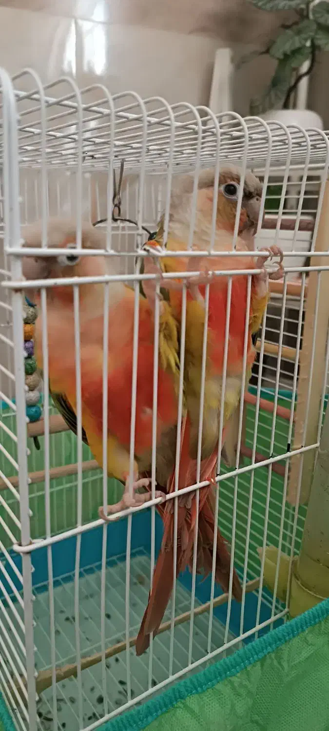 گرینجیک|پرنده|مهران (ایلام), |دیوار