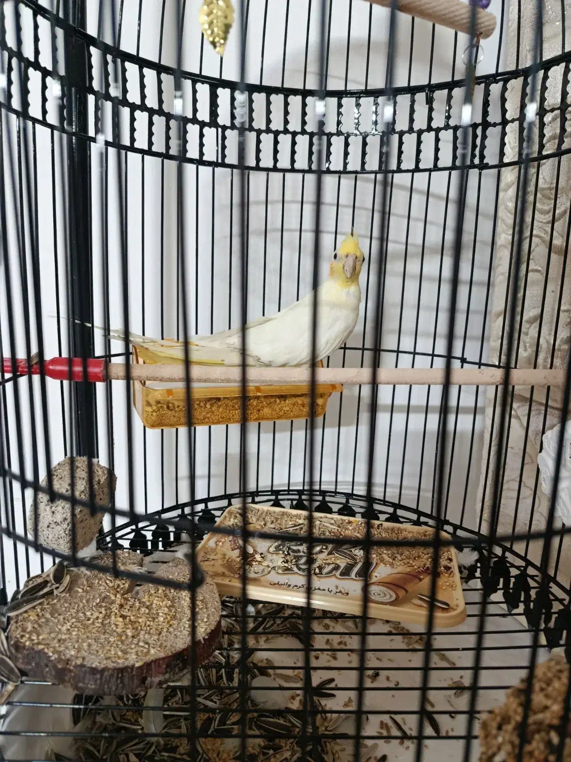 عروس هلندی لوتینو نر ، معاوضه با دستی|پرنده|مشهد, ابوذر|دیوار