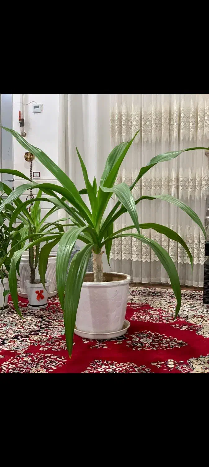 گل سوسن|گل و گیاه طبیعی|اردکان, |دیوار