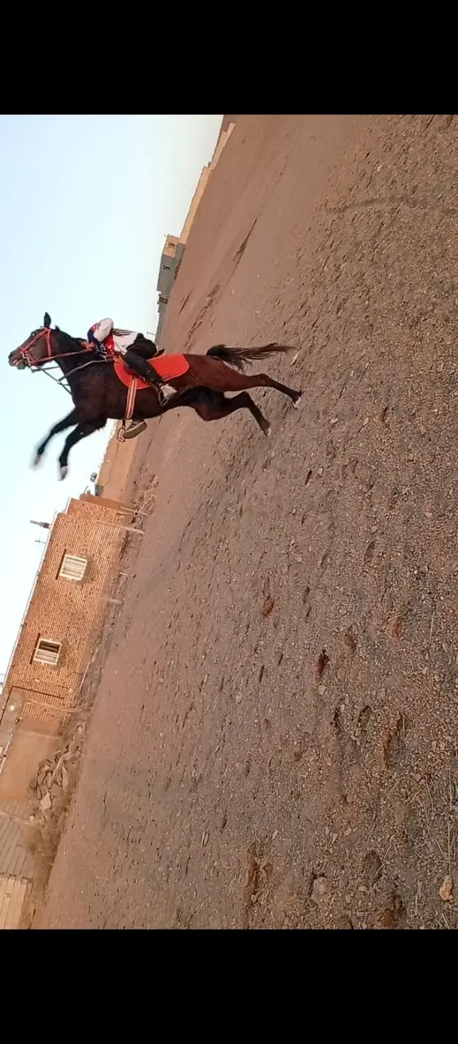 اسب|اسب و تجهیزات اسب‌سواری|پیشخور, |دیوار