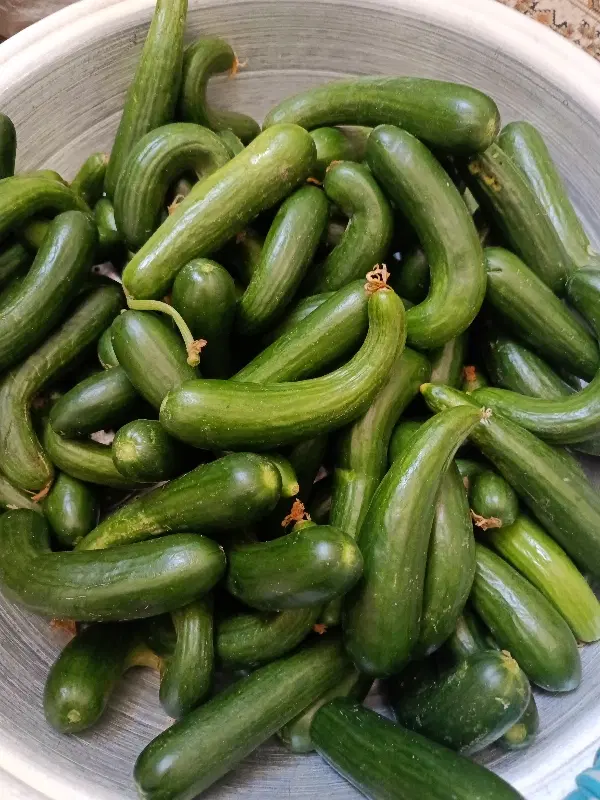 خیار|خوردنی و آشامیدنی|اراک, |دیوار