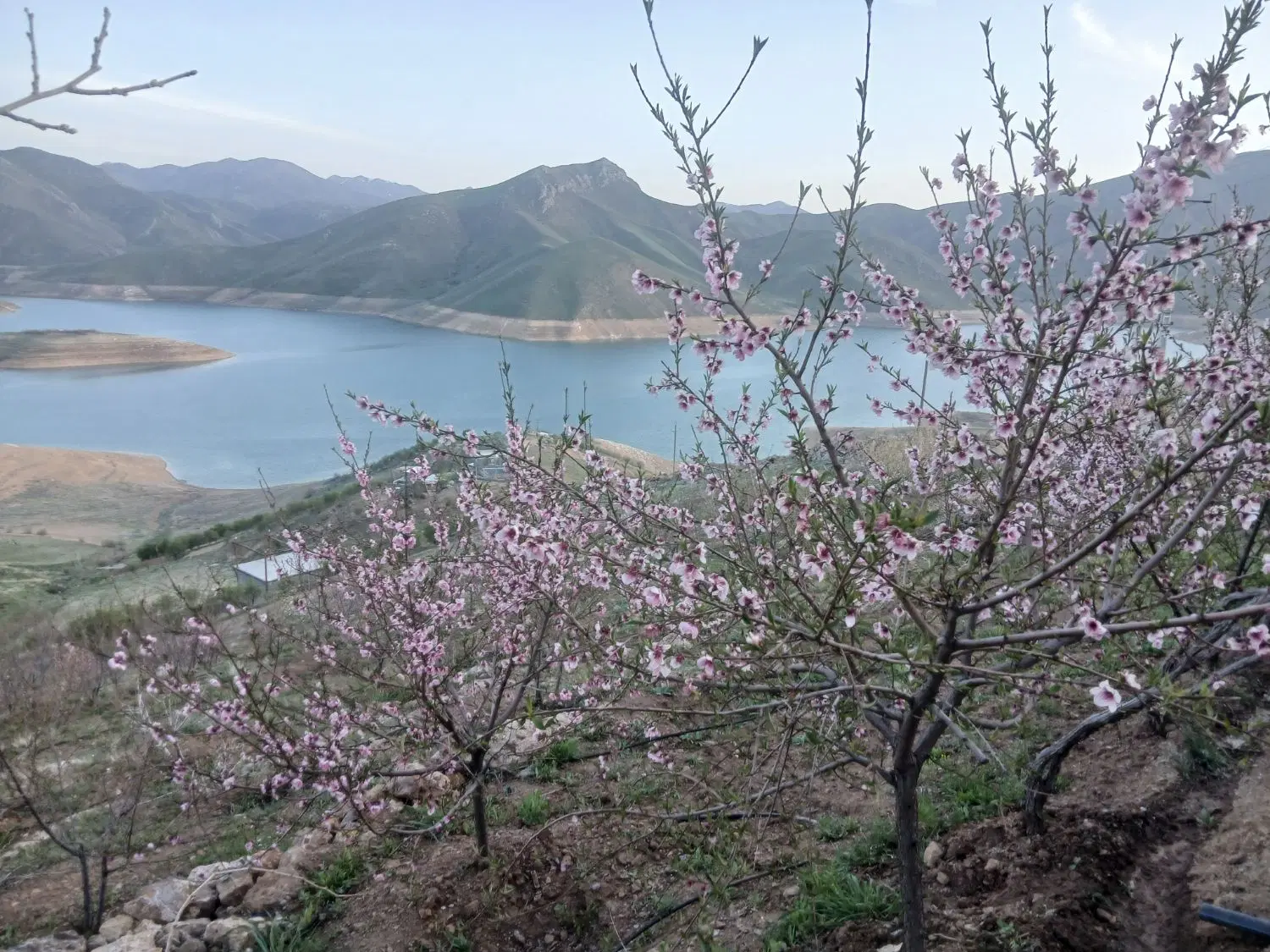باغ|فروش زمین و ملک کلنگی|موچش, |دیوار