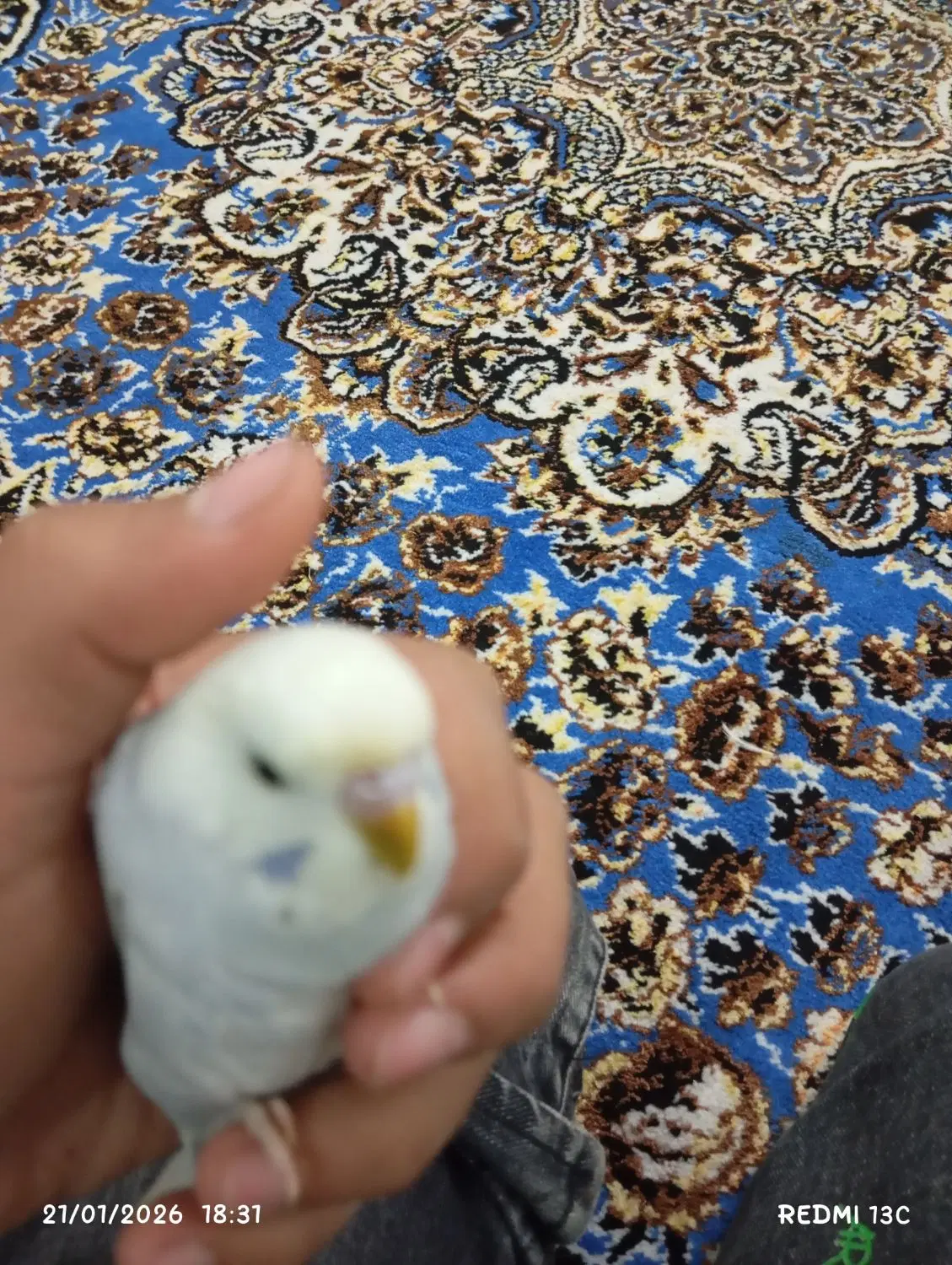 بستان|پرنده|دشت آزادگان, |دیوار