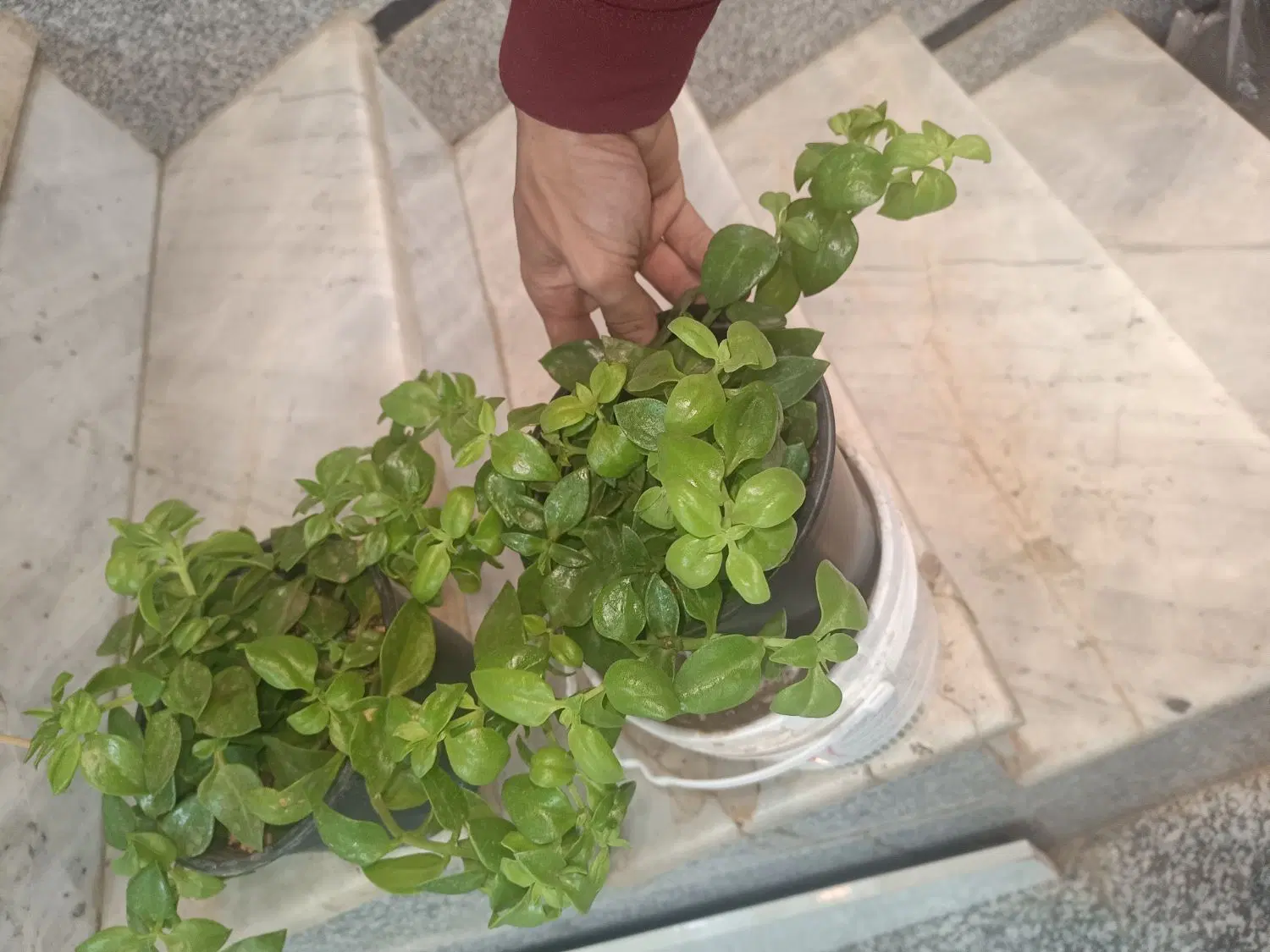 گل ناز|گل و گیاه طبیعی|نیشابور, باغ نو|دیوار
