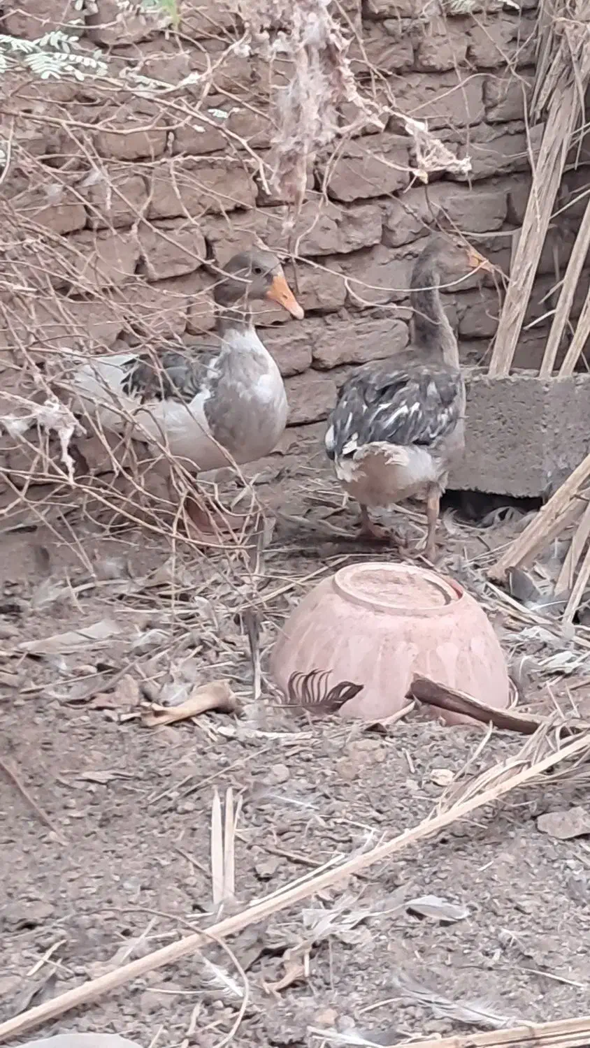 حیوان|حیوانات مزرعه|بم, |دیوار