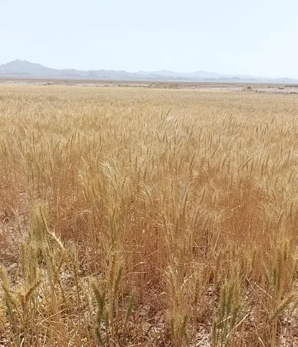 گندم|گل و گیاه طبیعی|فردوس (خراسان), |دیوار