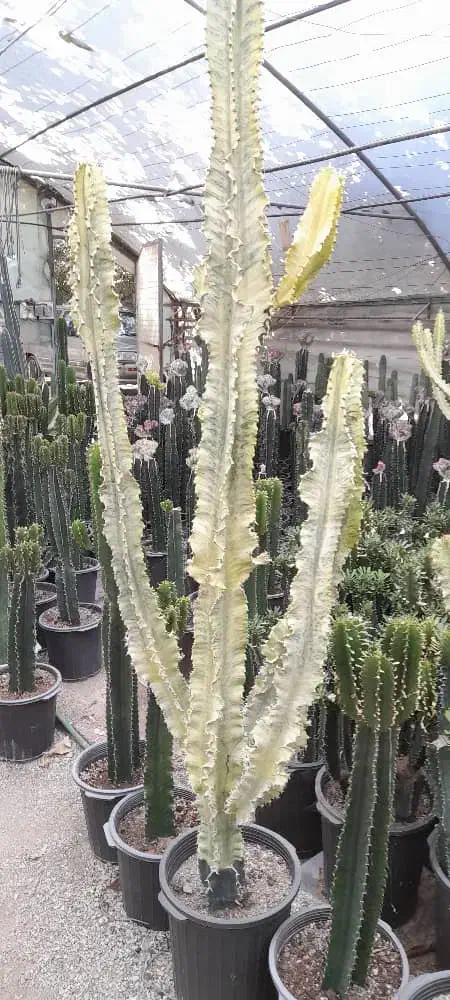 کاکتوس|گل و گیاه طبیعی|ملارد, |دیوار