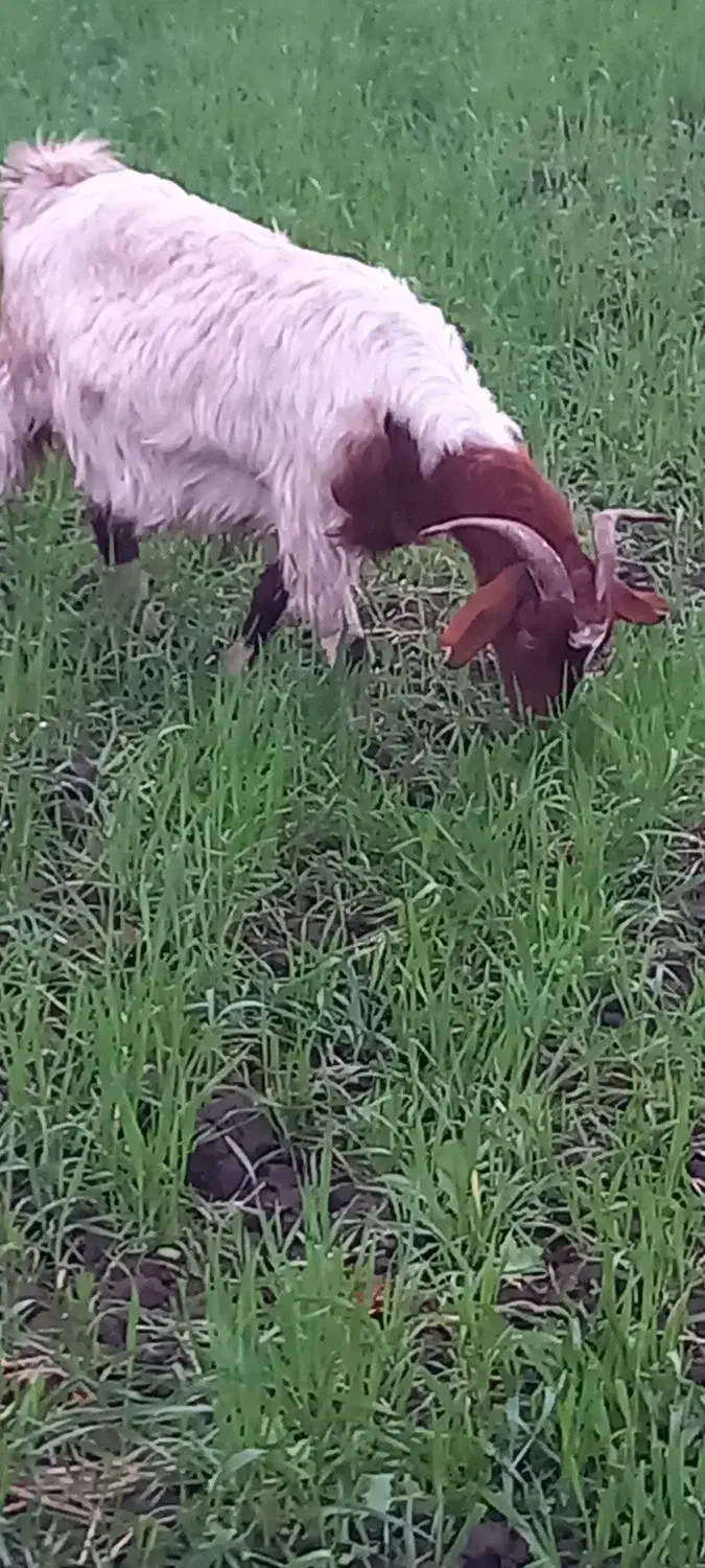 بزماده|حیوانات مزرعه|خان ببین, |دیوار