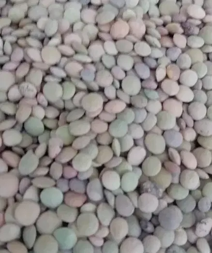 عدس محلی|خوردنی و آشامیدنی|مارگون, |دیوار