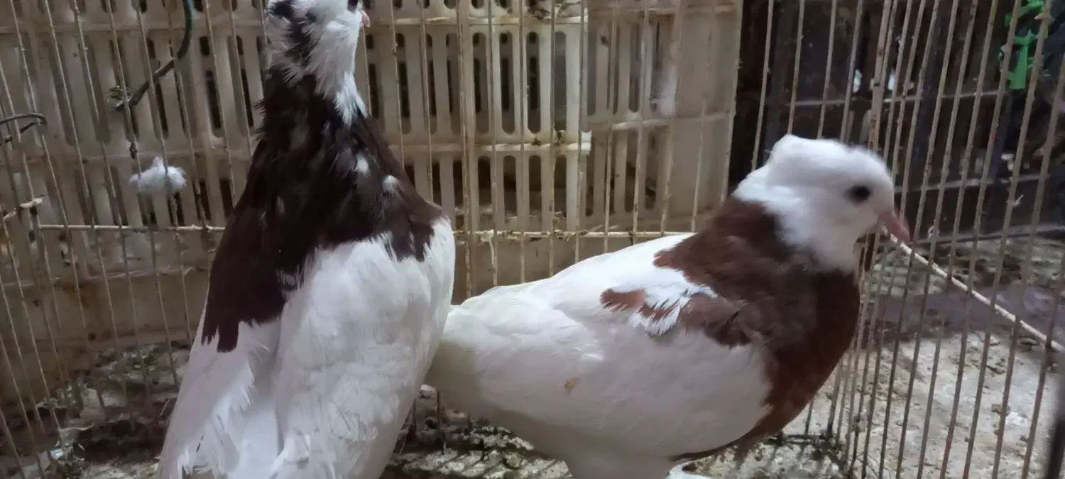 کفتر|پرنده|زارچ, |دیوار