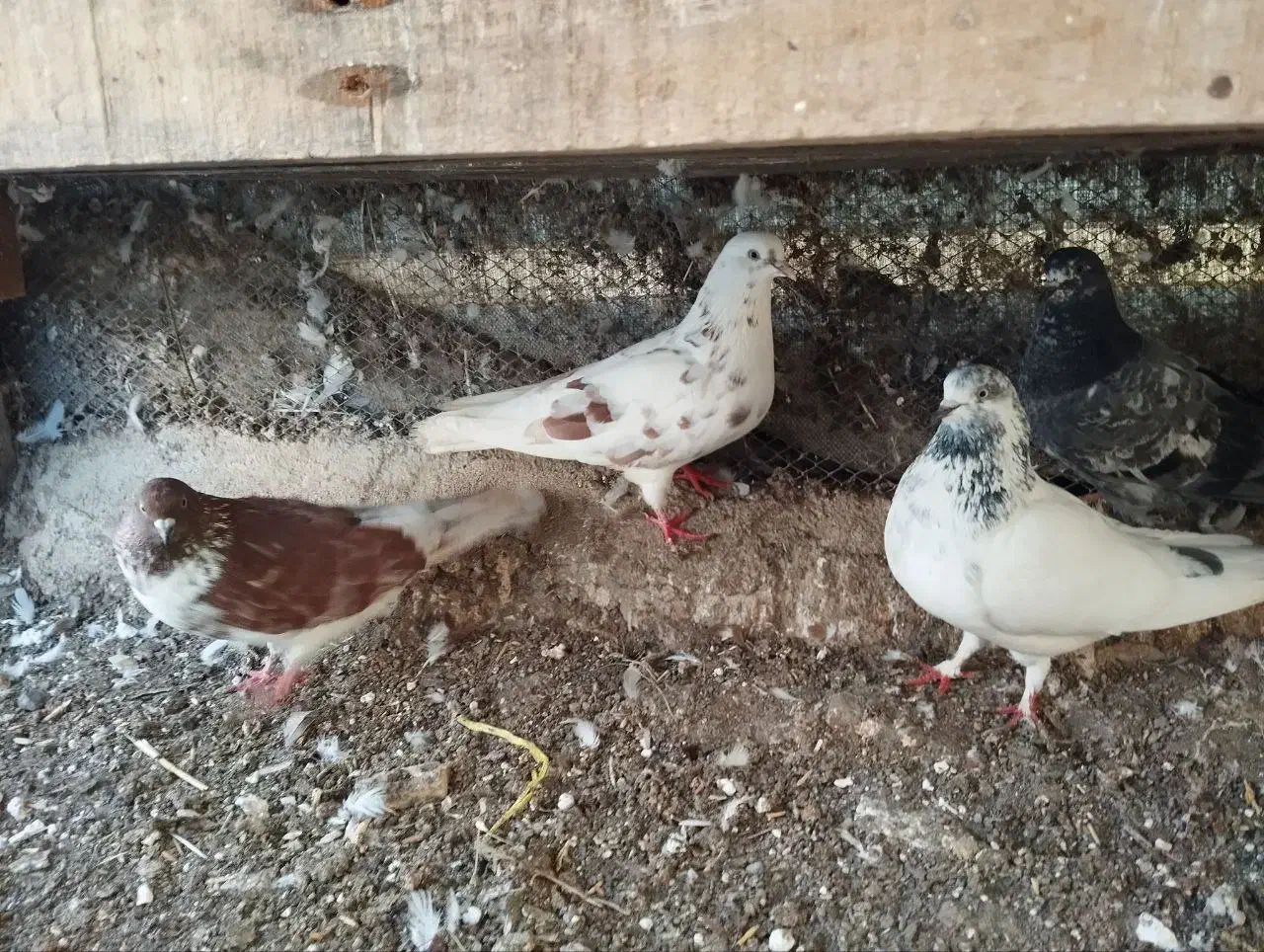 کبوتر|پرنده|تالش, جوکندان|دیوار