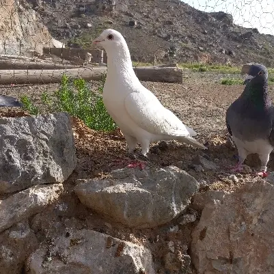 سفید نر|پرنده|جلگه رخ, |دیوار