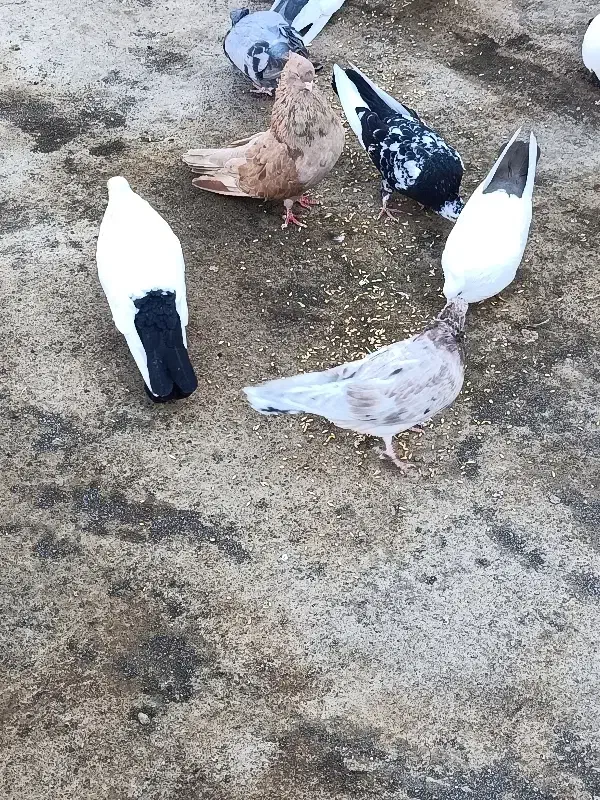 کبوتر|پرنده|مرند, |دیوار