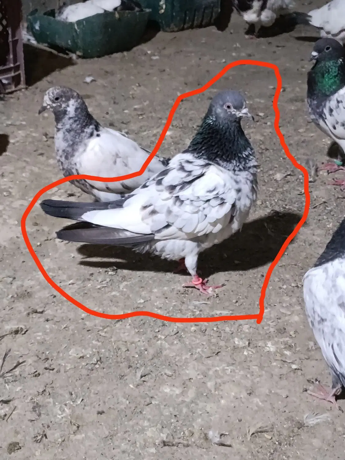کفتر|پرنده|سندرک, |دیوار