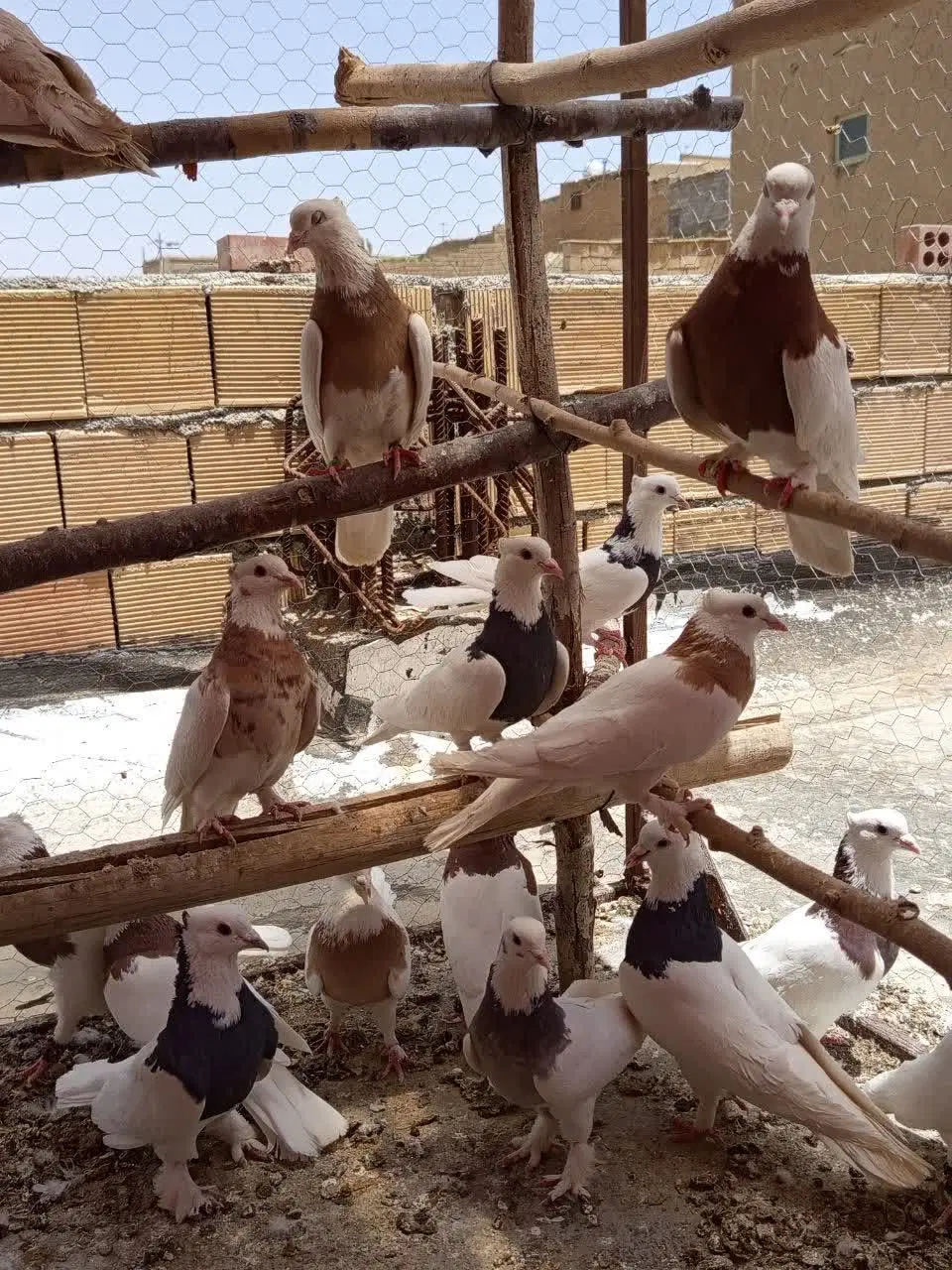 ۲۰ عدد طوقی|پرنده|تیران, |دیوار