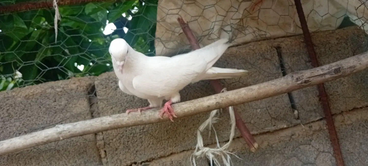 کبوتر|پرنده|شاهین دژ, |دیوار