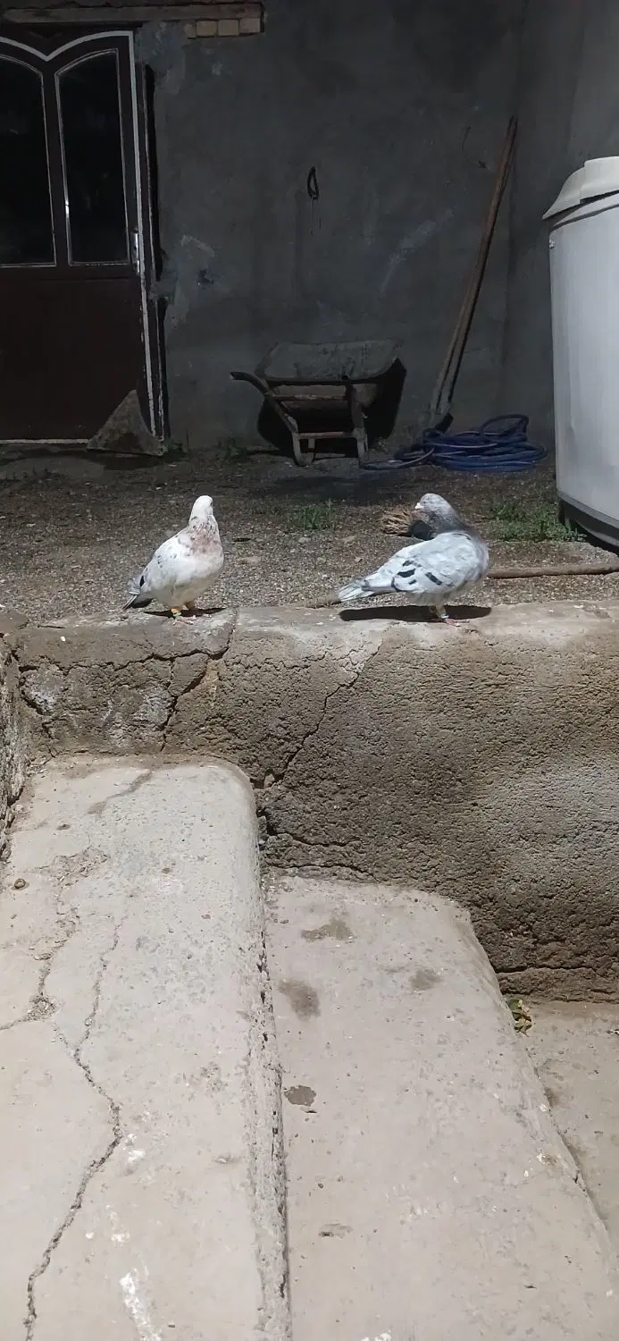 کبوتر|پرنده|خرمدشت, |دیوار