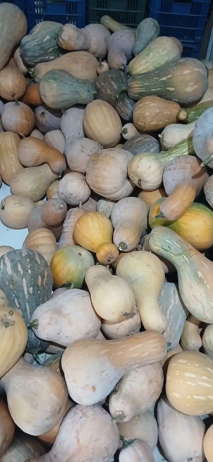 کدو زرد|خوردنی و آشامیدنی|گرگان, |دیوار