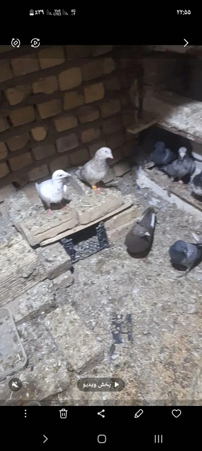 کبوتر|پرنده|تاکستان, |دیوار