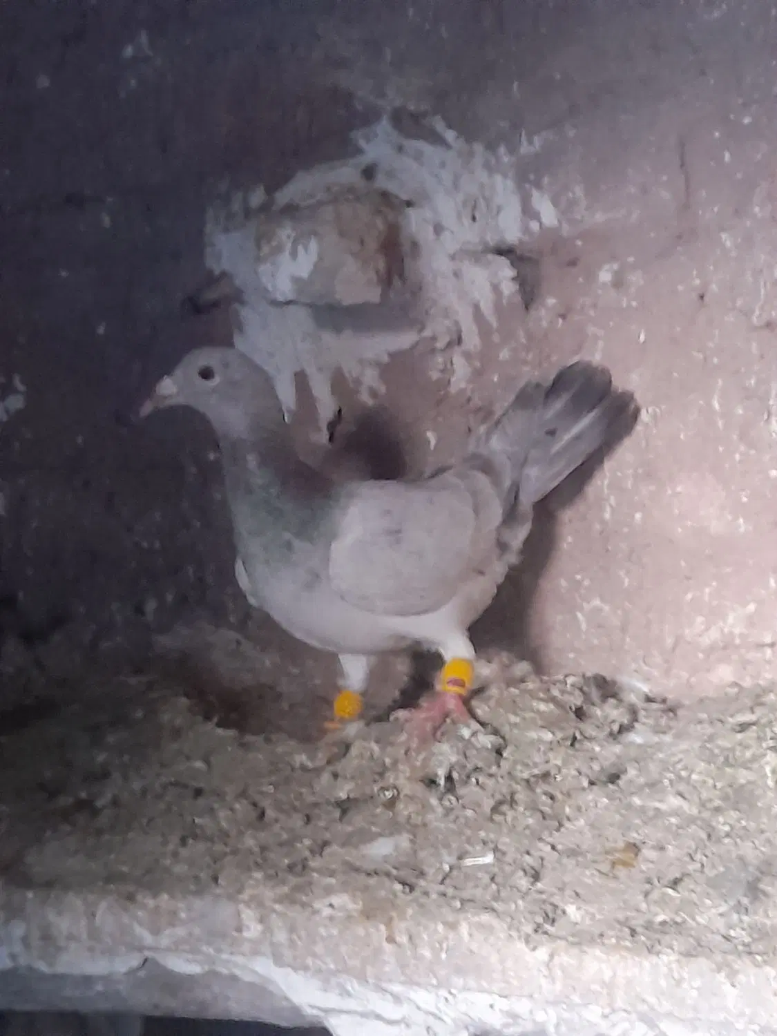 کفتر|پرنده|منجیل, |دیوار