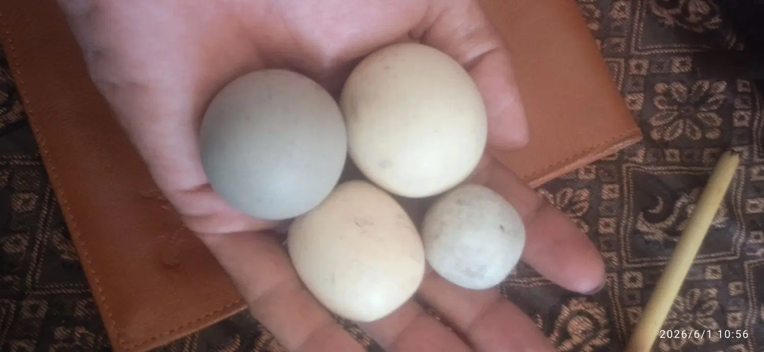 سنگ|جواهرات|رفسنجان, |دیوار