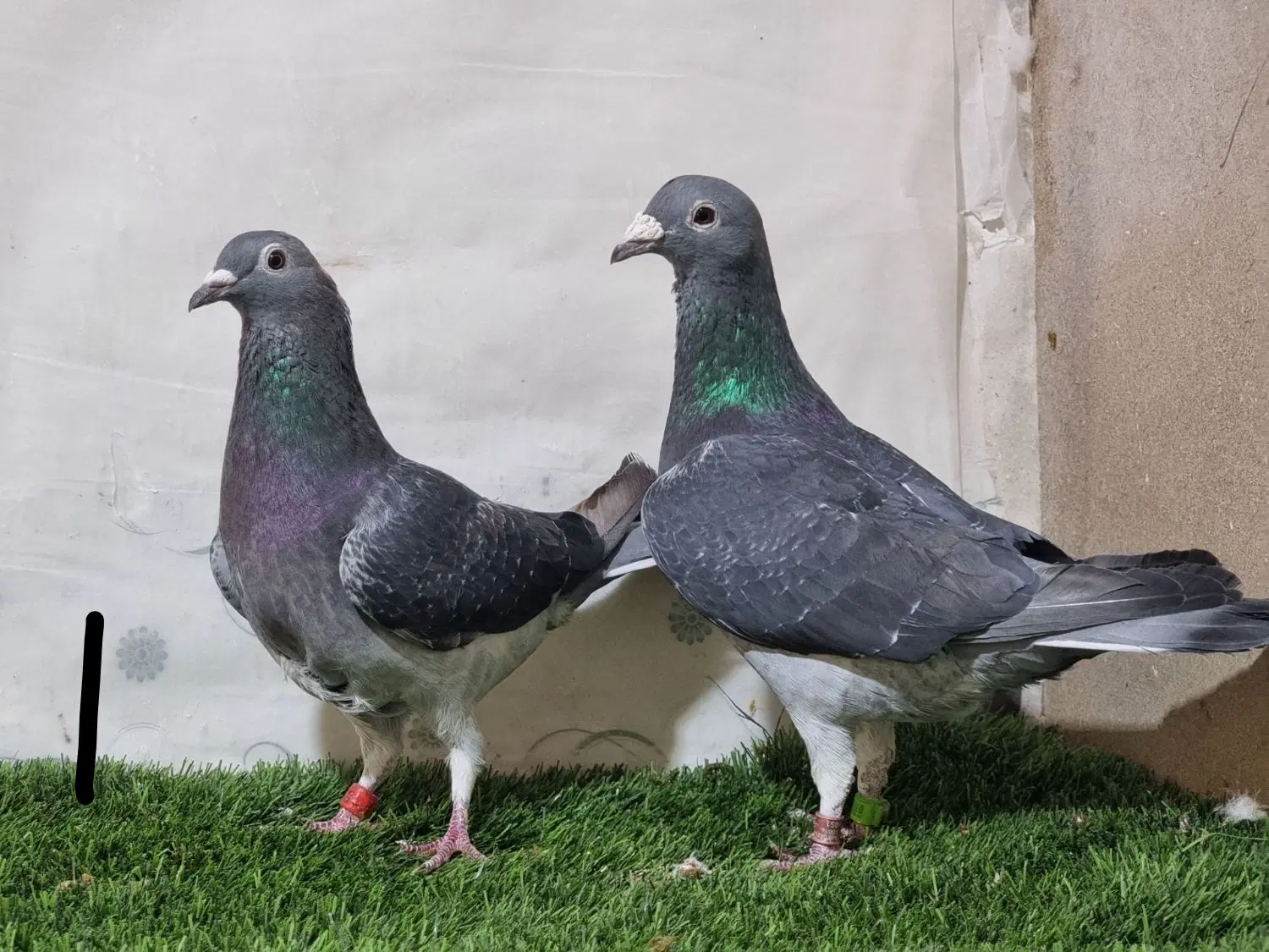 جان آردن|پرنده|برازجان, |دیوار