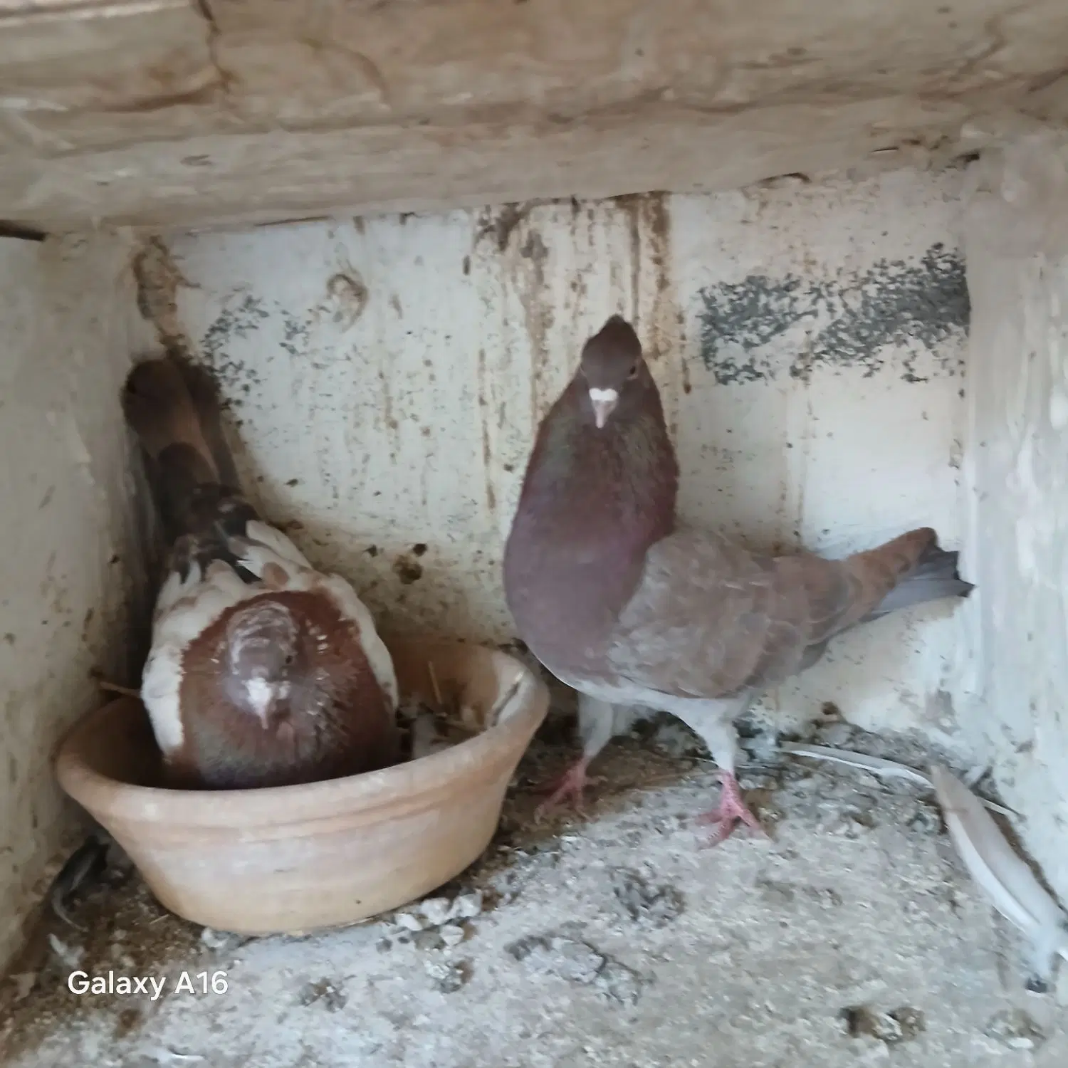 کبوتر|پرنده|ساوه, |دیوار