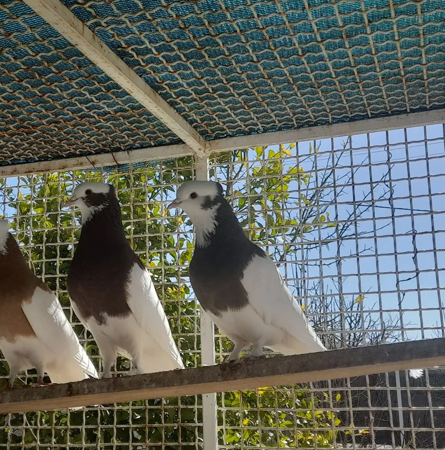 طوقی جفت|پرنده|شیراز, شهرک بهار|دیوار