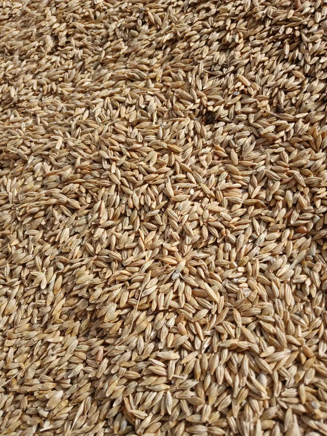جو تمیز|خوردنی و آشامیدنی|ارم, |دیوار
