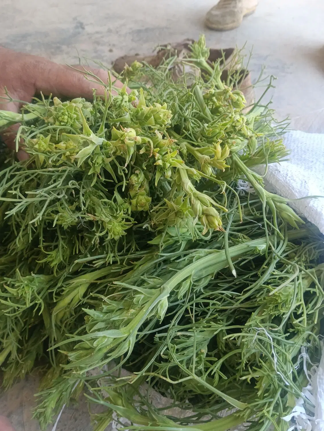 گلچنور|گل و گیاه طبیعی|دشت ذهاب, |دیوار