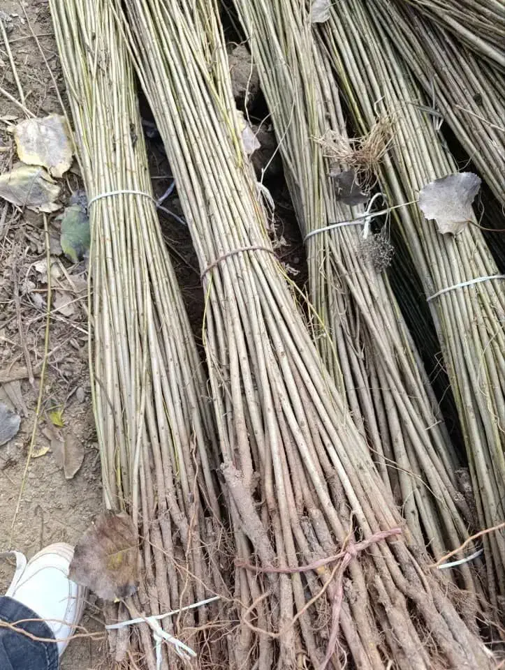 صنوبرتبریزی و...نیگرا|خدمات باغبانی و درختکاری|بانه, |دیوار