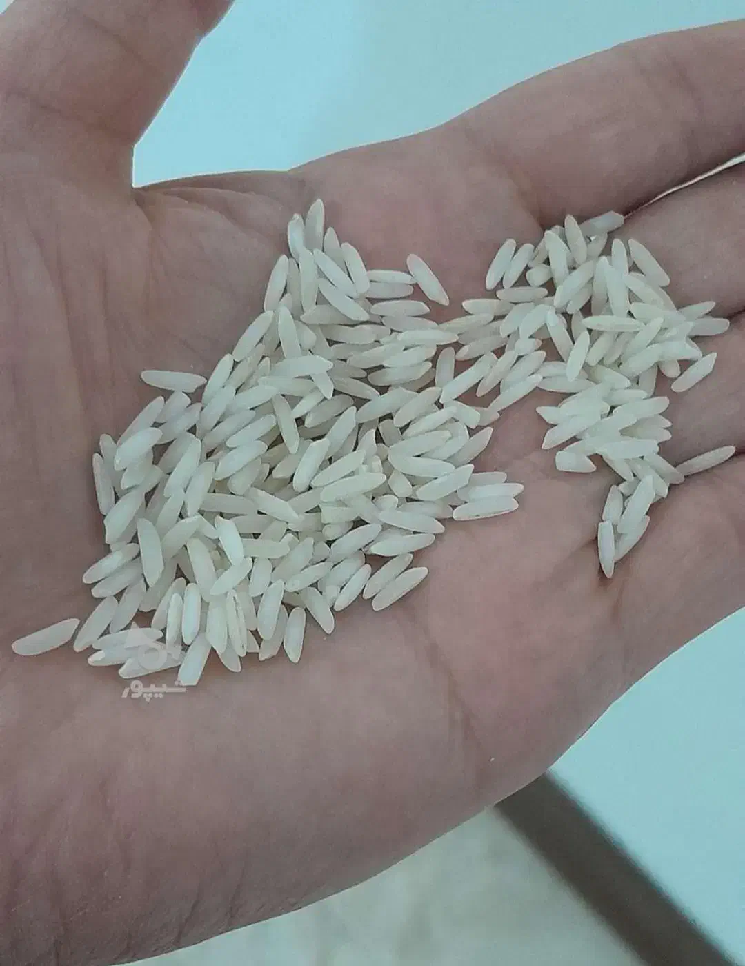 لاشه و نیم دانه و برنج طارم هاشمی|خوردنی و آشامیدنی|ساری, |دیوار