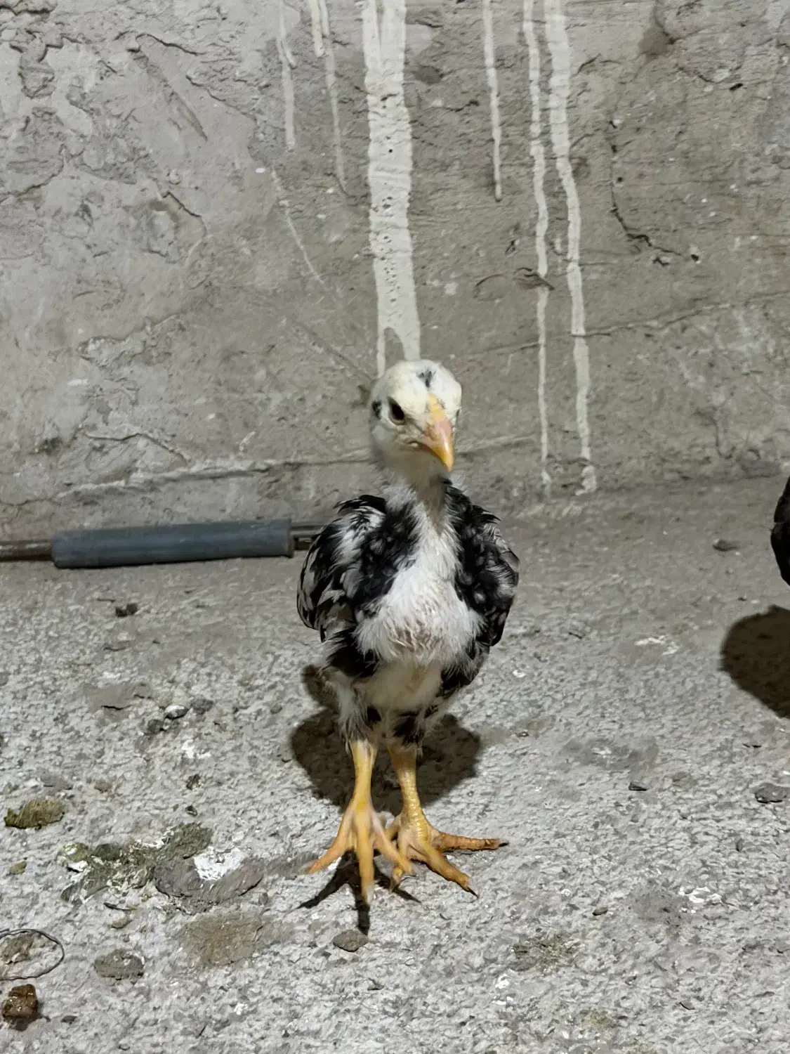 جوجه لاری|حیوانات مزرعه|تهران, شهر زیبا|دیوار