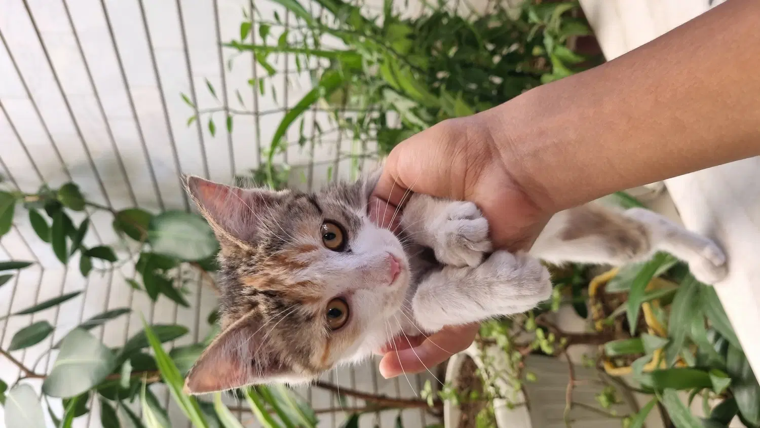 گربه|گربه|لنجان, |دیوار