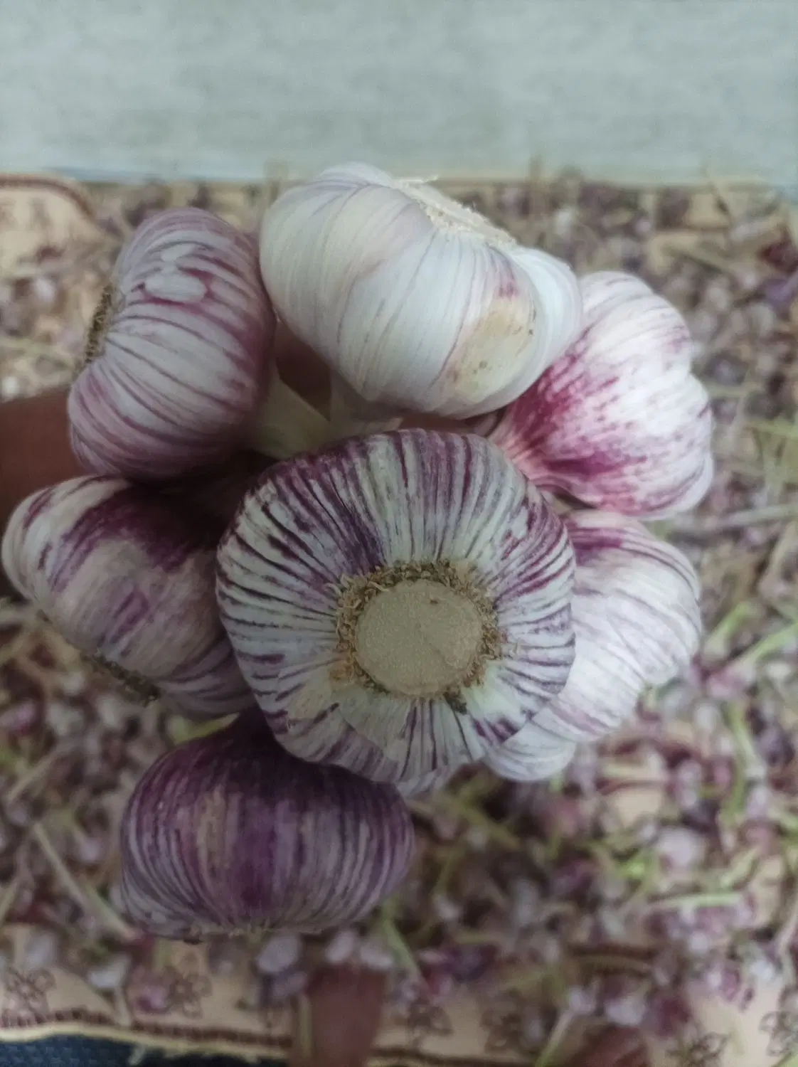سیر مغان|خوردنی و آشامیدنی|گرمی, |دیوار