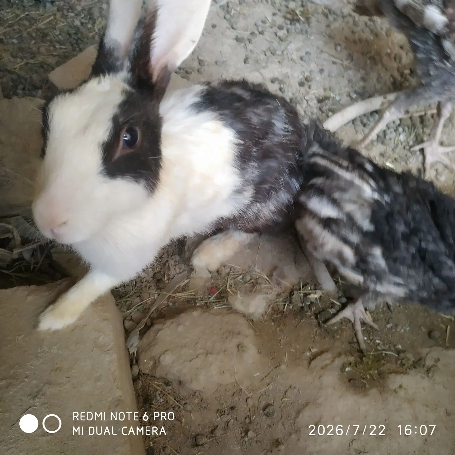 خرگوش|موش و خرگوش|کرباسک, |دیوار