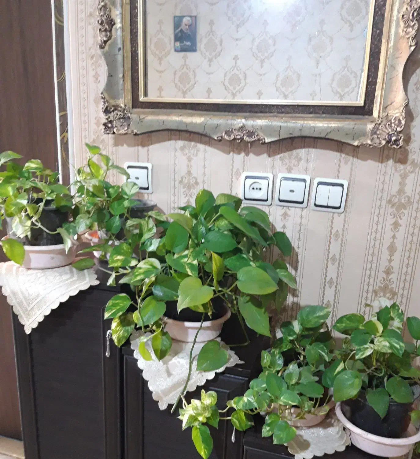 گل زیبا|گل و گیاه طبیعی|کرج, برغان|دیوار