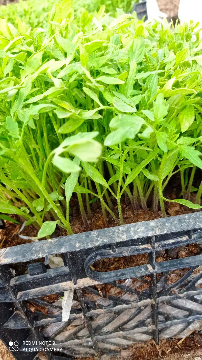 نشا،|خدمات باغبانی و درختکاری|حمیل, |دیوار