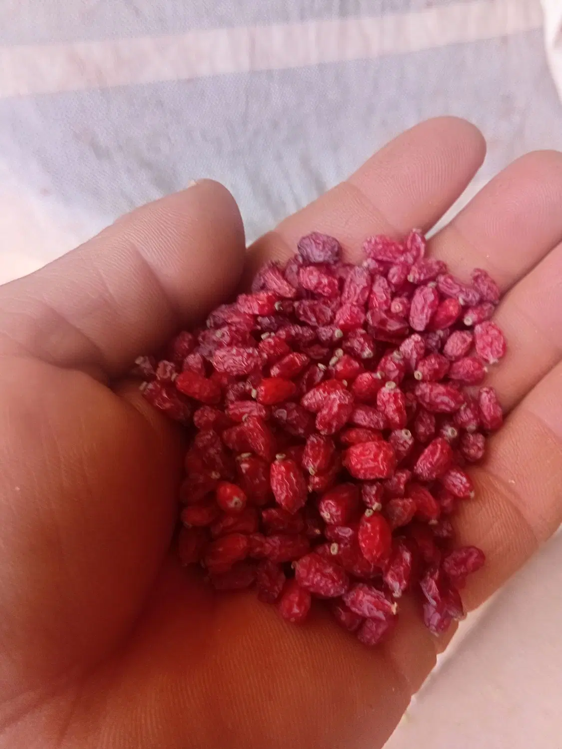 زرشک|خوردنی و آشامیدنی|قائن, |دیوار