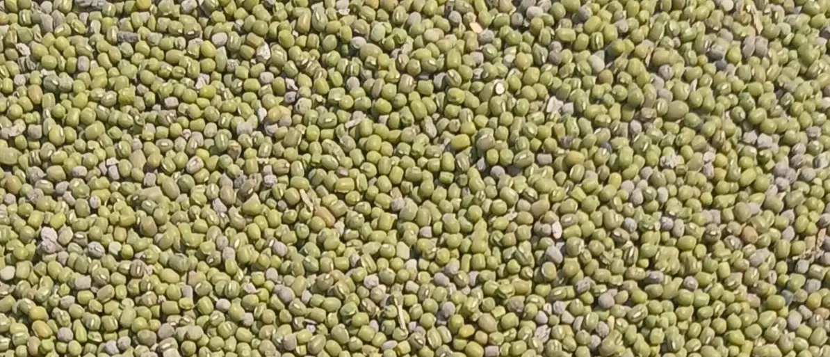 ماش|خوردنی و آشامیدنی|شوش, |دیوار