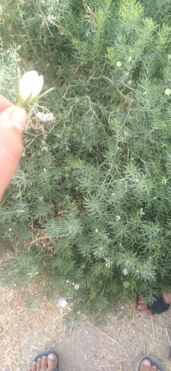 جو محلی|عمده‌فروشی|شیراز, شهرک دارایی|دیوار
