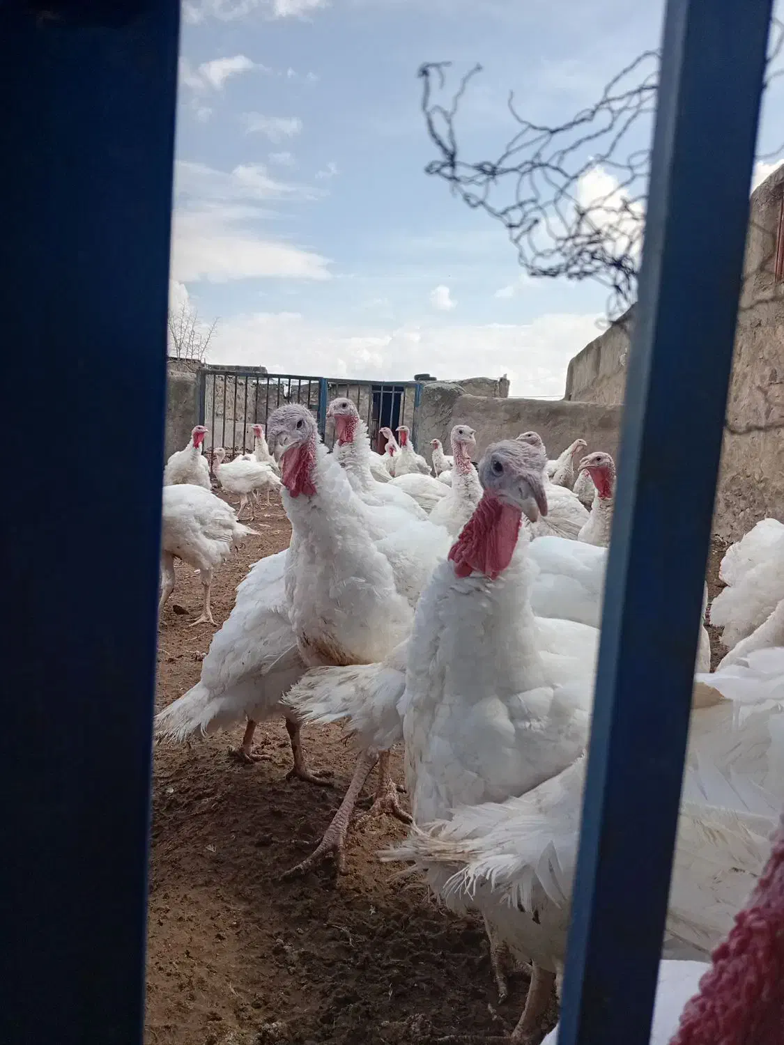 عرضه مستقیم بوقلمون ارگانیک|حیوانات مزرعه|بیرجند, |دیوار